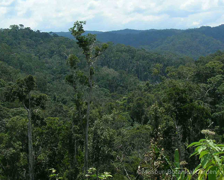 A view of Ankarabolava-Agnakatrika forests