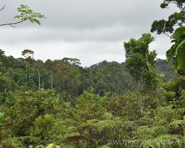 A view of Ankarabolava-Agnakatrika forests