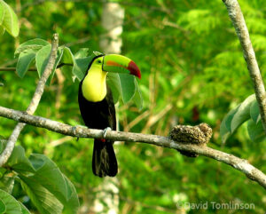 Keel-billed Toucan perched on a branch next to its nest