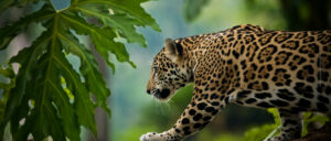 A Jaguar on the prowl in Belize