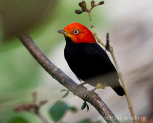 A Red-capped Manakin perched on a branch
