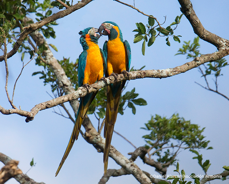 A pair of Blue-throated Macaw in a tree