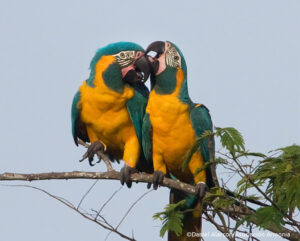 A pair of Blue-throated Macaw perched on a branch in the Barba Azul Nature Reserve