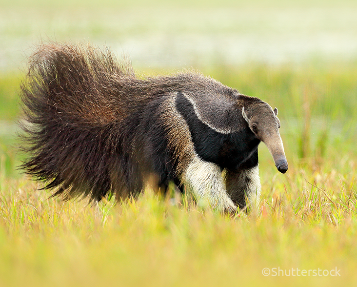Giant Anteater in the Bolivian Chaco