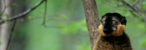 Brown Collared Lemur