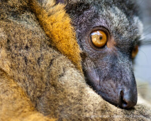Brown collared Lemur resting