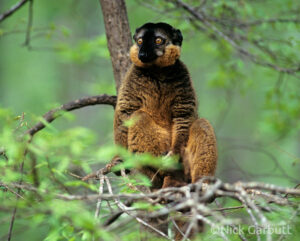 A male Collared Brown Lemur sitting in a tree