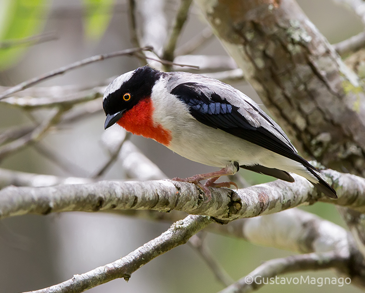 Cherry-throated Tanager perched on a branch