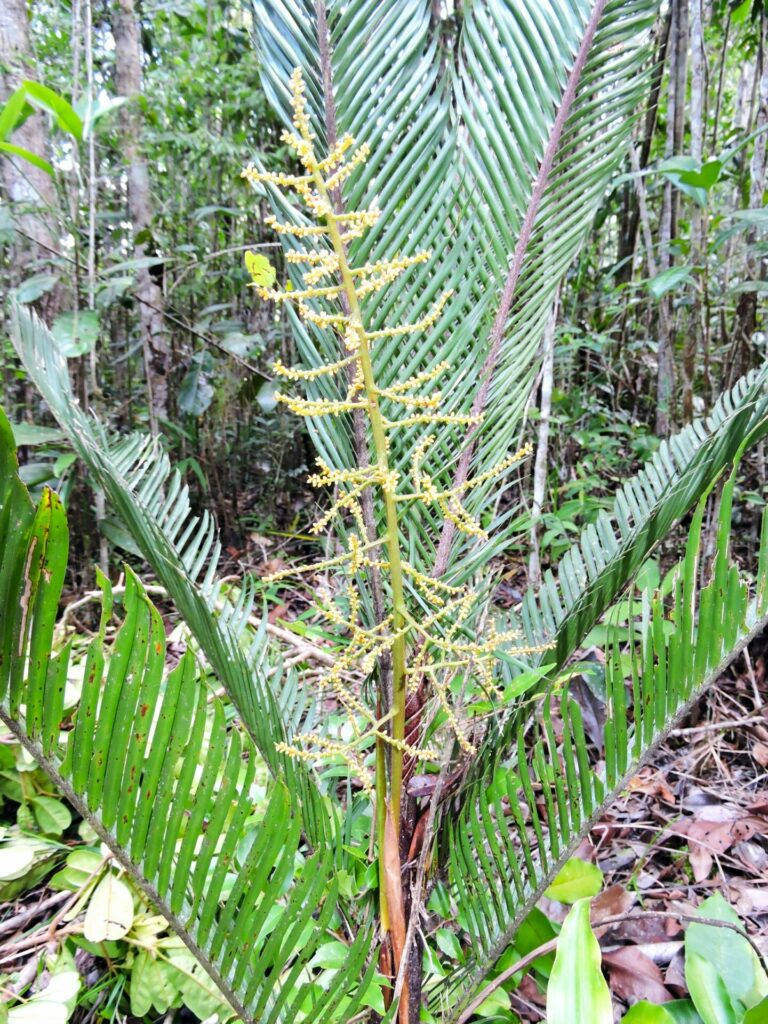 Several fronds of a palm tree are centred in the image, with a single stem of flowers extended from the middle of the plant. The palm fronds ae composed of scores of fine leaflets. In the background is a dense forest and the plant is surrounded by brown leaf litter.