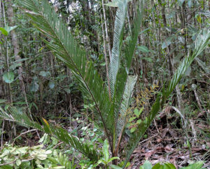 A view of a lone Dypsis elegans on the forest floor