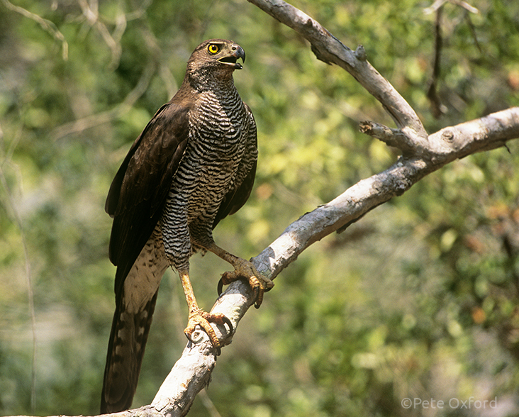 Henst's Goshawk perched in tree