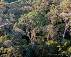 Aerial view of forest at Kaetés Reserve
