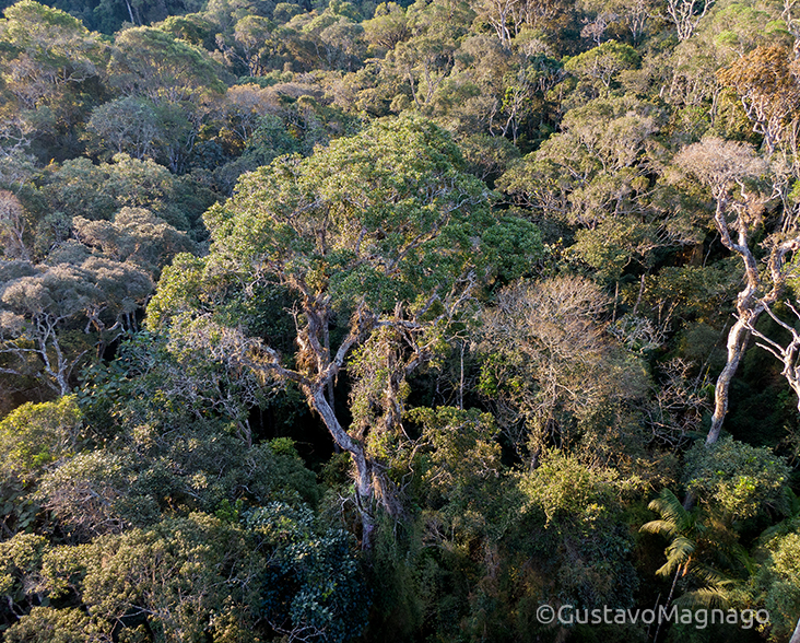 Help Save Critical Parts of the Brazilian Atlantic Forest – Rainforest Trust