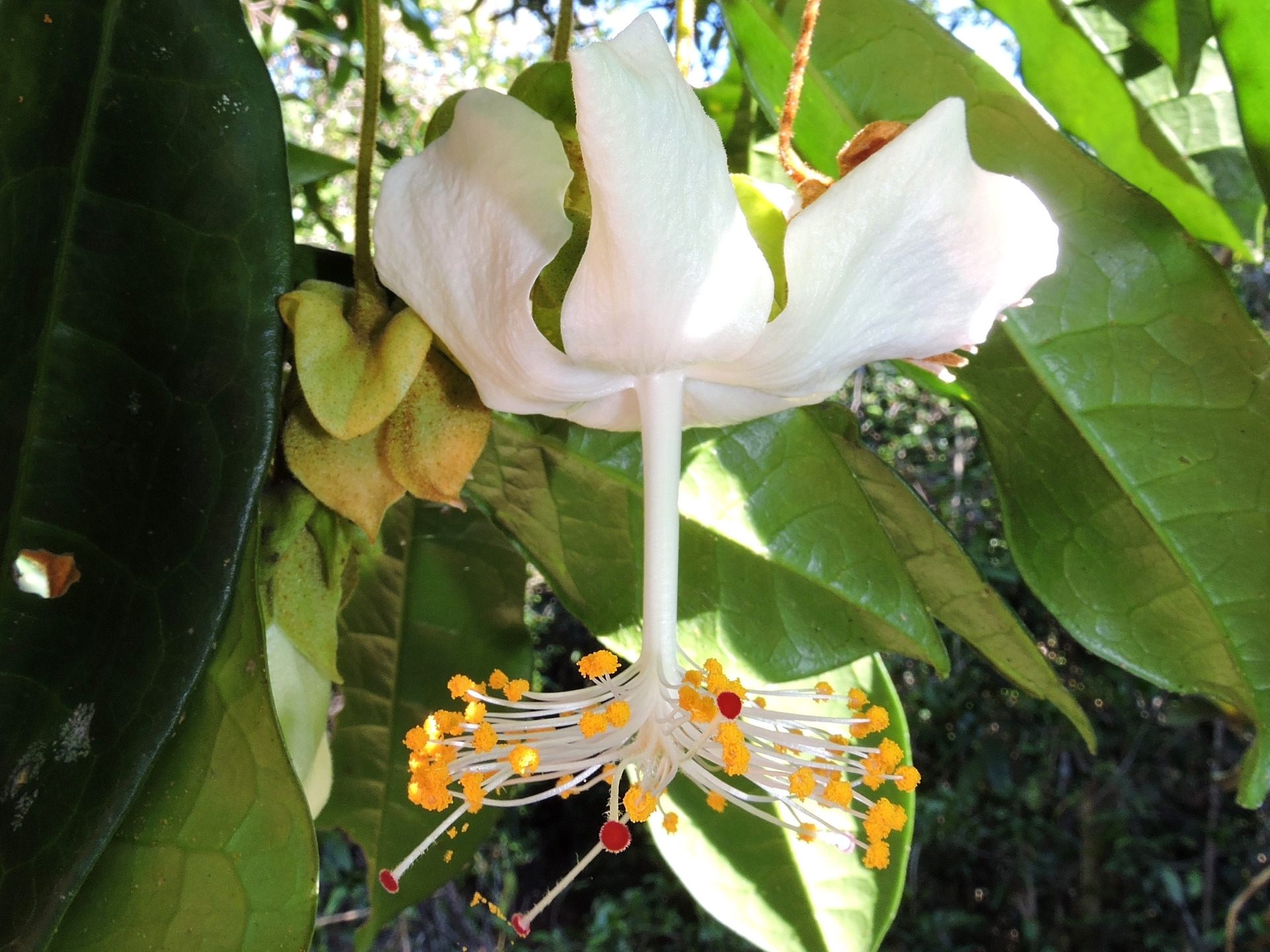 Image shows a close-up of a large flower with five large, bright white petals and at its base hangs an an umbrella of yellow stigmas full of pollen. There is the green foliage of a forest in the background.