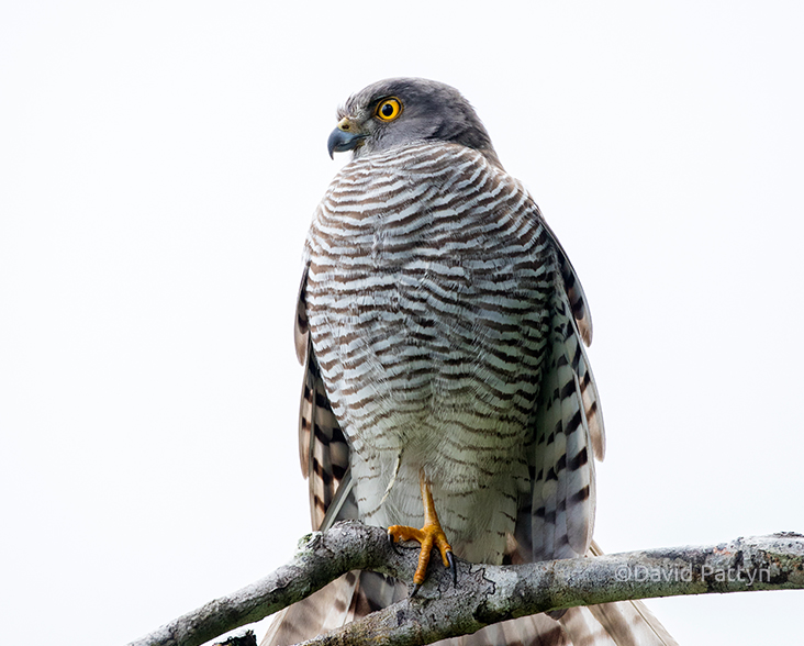 Madagascar Sparrowhawk perched on a branch