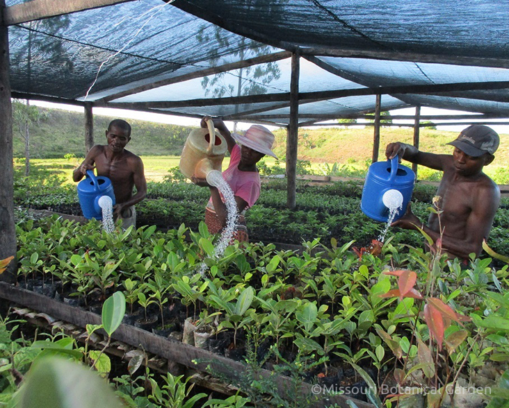 Three people watering saplings in a nursery in Madagascar