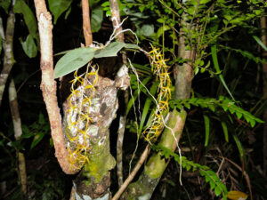 Image shows a tree trunk with branches extended out of it. In the centre of the image is an orchid with two large green oval leaves, and two cascading stems with a chain of yellow star-shaped flowers attached to the stems.