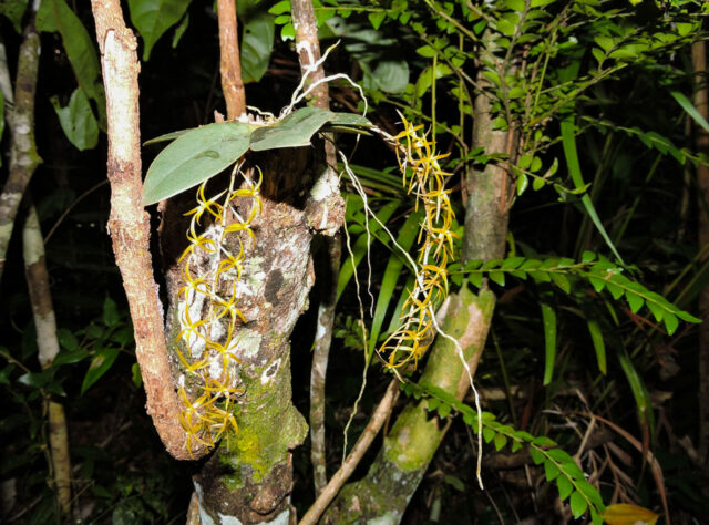 Image shows a tree trunk with branches extended out of it. In the centre of the image is an orchid with two large green oval leaves, and two cascading stems with a chain of yellow star-shaped flowers attached to the stems.