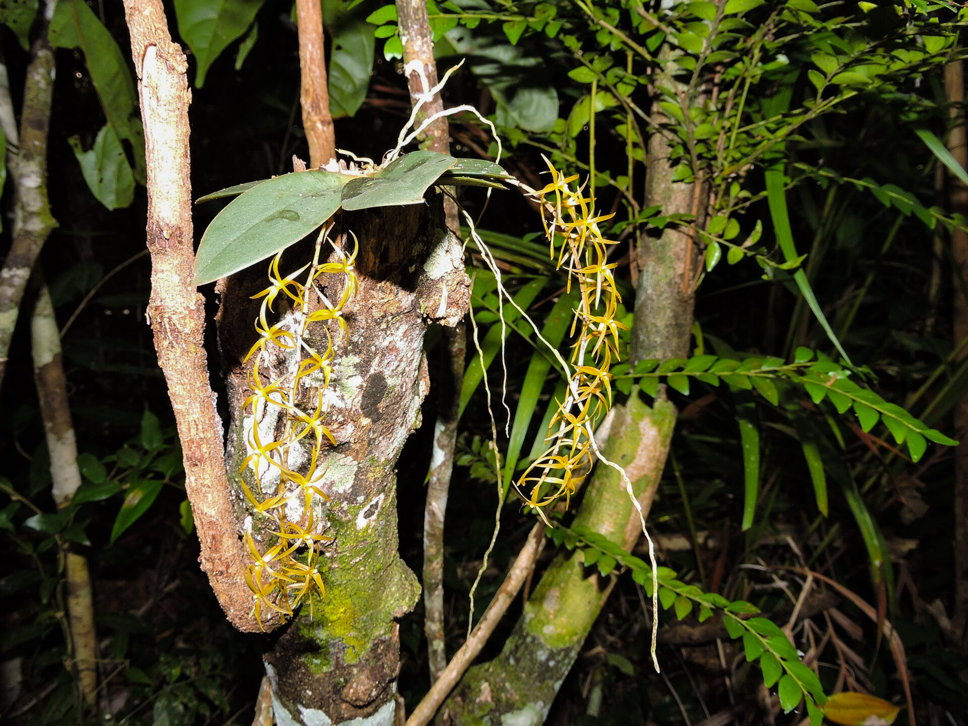 Exhibit at MoBot shows photographs made entirely from plants