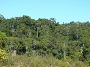 The Ankarabolava Forest in South Eastern Madagascar