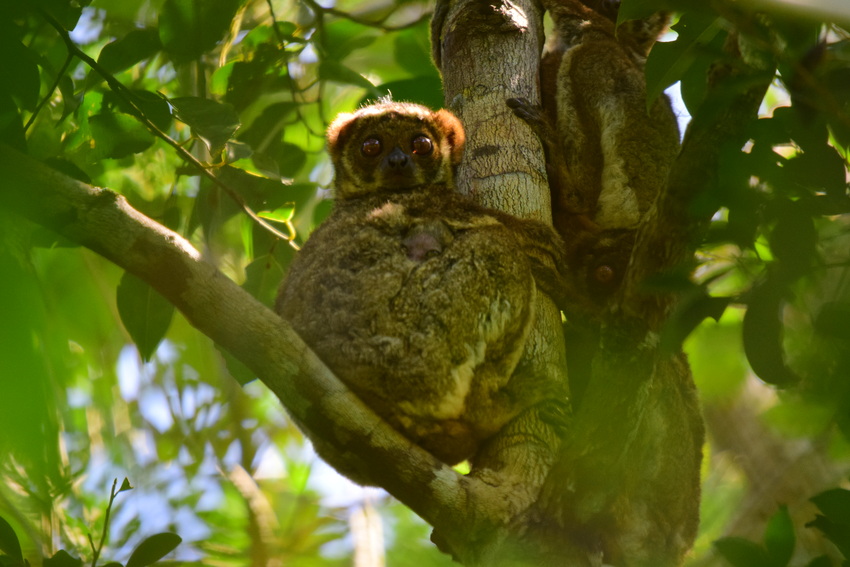 Ramantsoavana’s Southern Woolly Lemur in a tree