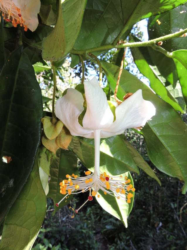 A Hibiscus Vohipahensis plant in Madagascar