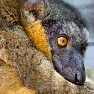A close up of a Collared Brown Lemur