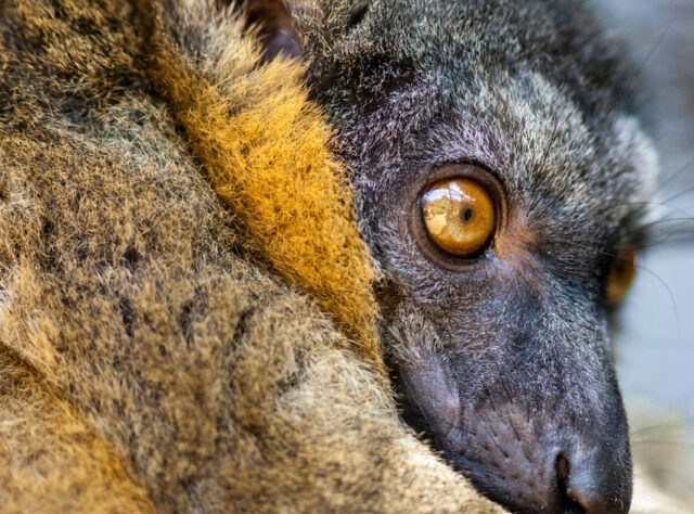 A close up of a Collared Brown Lemur