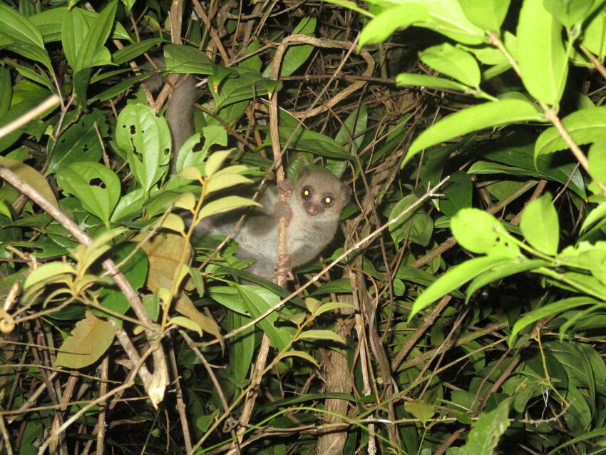 A potentially new species of dwarf lemur amongst the trees