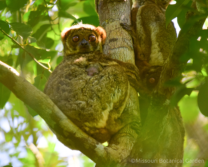 3 adult and one baby Ramantsoavana’s Southern Woolly Lemur sitting in a tree