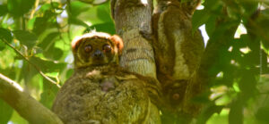 3 adult and one baby Ramantsoavana’s Southern Woolly Lemur sitting in a tree