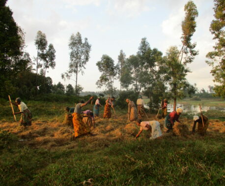 A group of women wearing colourful clothes process hay in a field at sunset. The women are using pitchforks and other tools to make the hay. In the background stand several tall trees and rice paddy field covered in water.