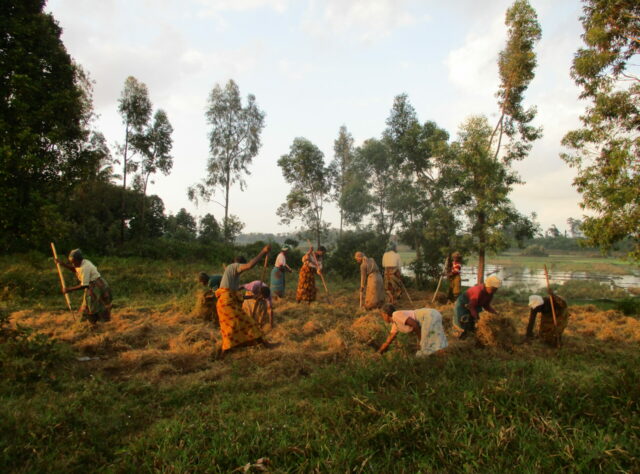 A group of women wearing colourful clothes process hay in a field at sunset. The women are using pitchforks and other tools to make the hay. In the background stand several tall trees and rice paddy field covered in water.