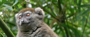 Rusty-gray Lesser Bamboo Lemur