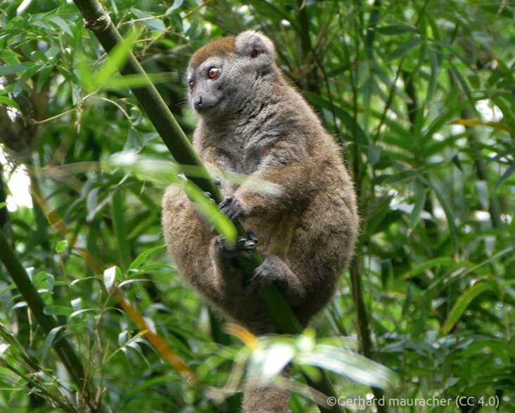 Rusty-gray Lesser Bamboo Lemur sitting on a branch