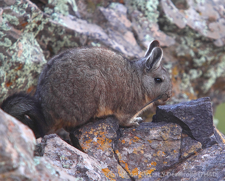 Southern-mountainViscacha sitting on a rock