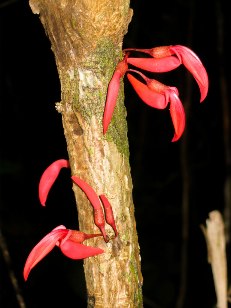 Image shows a single, thin tree trunk with five bright pink flowers hanging closely off the trunk. The flowers resemble small toucans, with long and gently pointed petals.