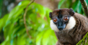 White-collared Lemur