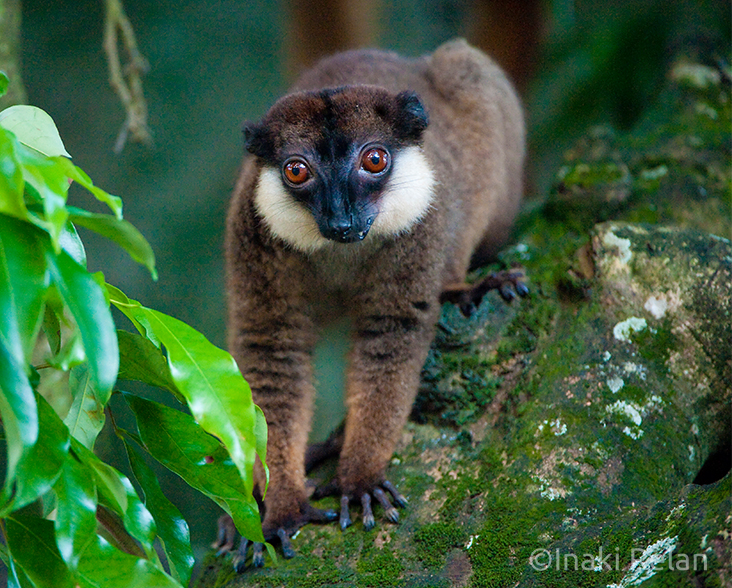 White-collared Lemur on a branch facing the camera