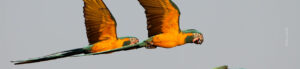 A pair of Blue-throated Macaw flying over Barba Azul nature reserve