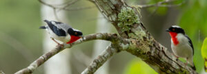 A pair of Cherry-throated Tanager on a branch