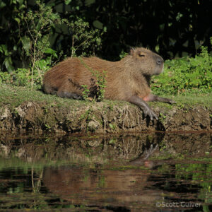A Capybara dozing on a bank at the waters edge