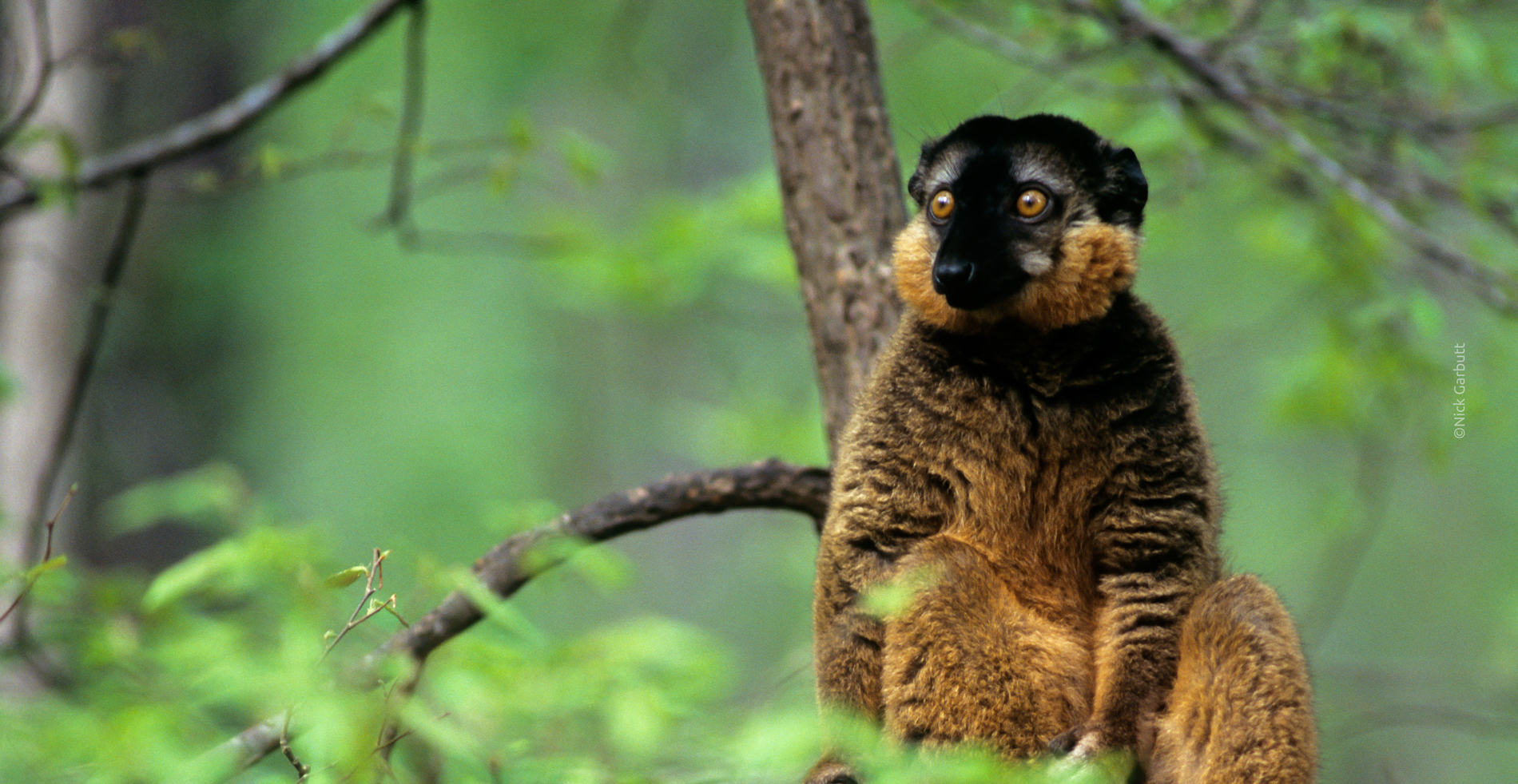 A Collared Brown Lemur in the trees of Madagascar
