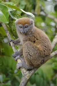 A Rusty-gray Lesser Bamboo Lemur on a branch.
