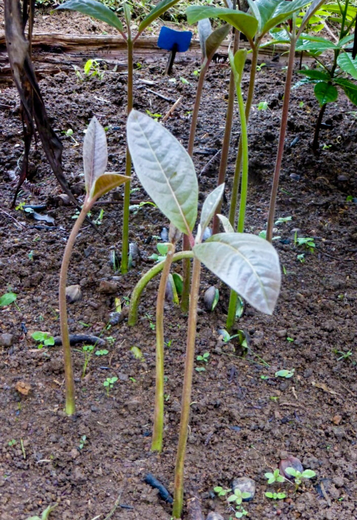 A small, young tree seedling stands proud, surrounded by two, smaller others. They are planted in moist brown soil.