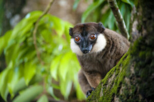 The critically endangered White-Collared Lemur.