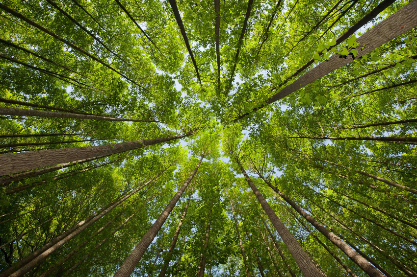 A canopy of trees