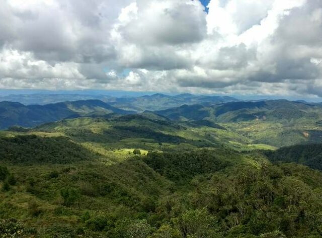 Forest landscape in Columbia.