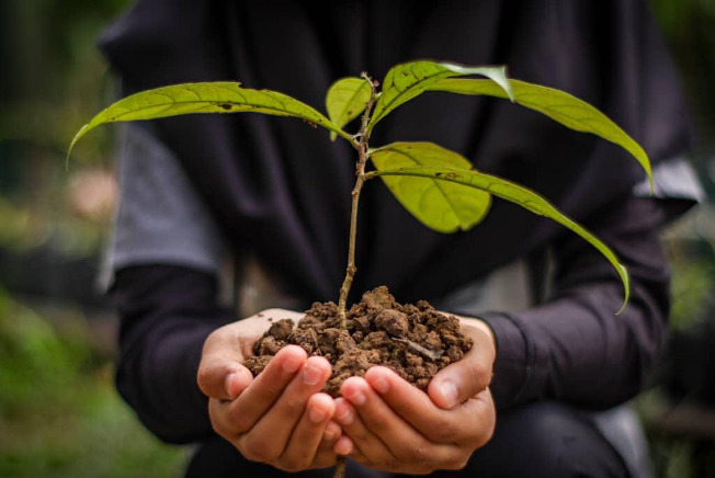 A person's hands holding a new tree seedling. 