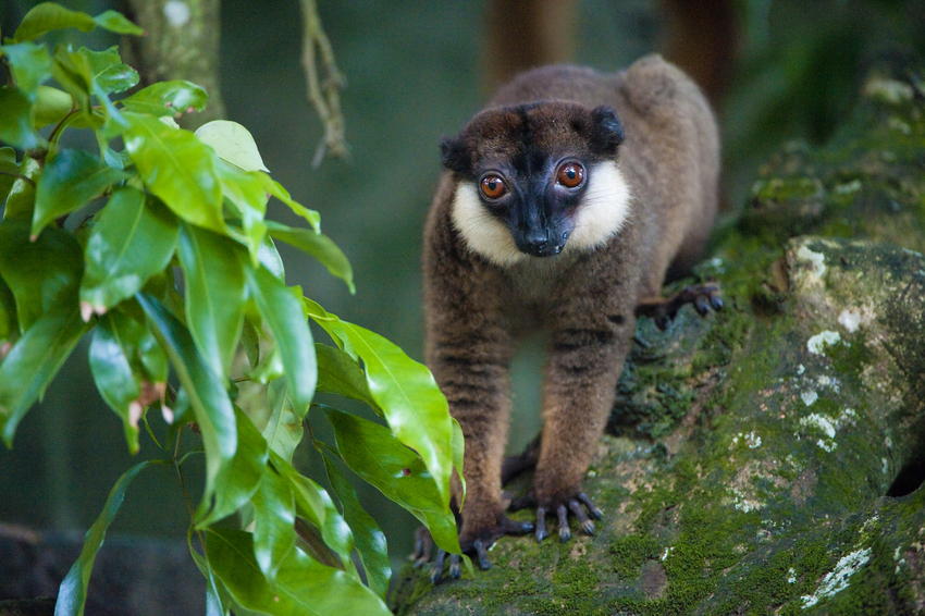 A white-collared lemur on a tree branch. 